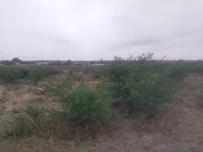House For Sale in Koppies - 88J5.webp