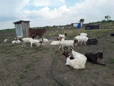 Farm For Sale in Koppies - RPDR.webp