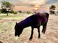 Carousel Indicator - OKMw.webp