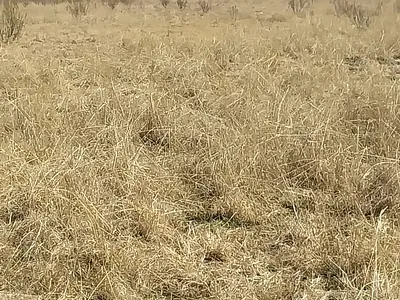 Farm For Sale in Koppies - img