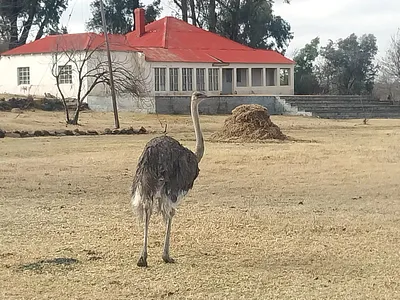 Farm For Sale in Koppies - img