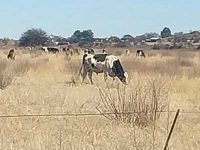 Farm For Sale in Koppies - 6BKX.webp