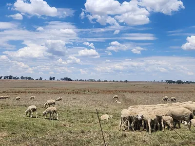 Farm For Sale in Standerton - R4xn.webp