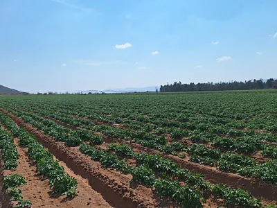 Farm For Sale in Modimolle - yIvb.webp