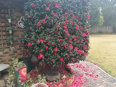 4 Bedroom House For Sale in Sasolburg - iiR7.webp