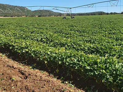 Farm For Sale in Modimolle - 6eck.webp