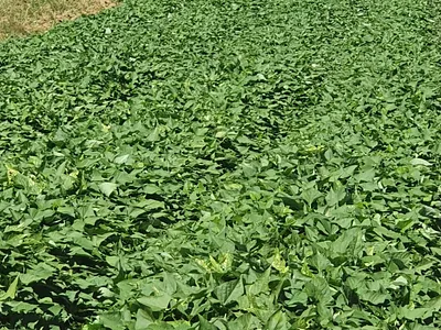 Farm For Sale in Modimolle - UdaL.webp