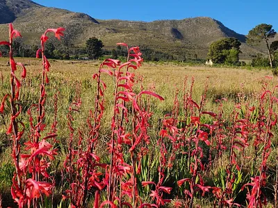 Farm For Sale in Joubertina - EeZ5.webp