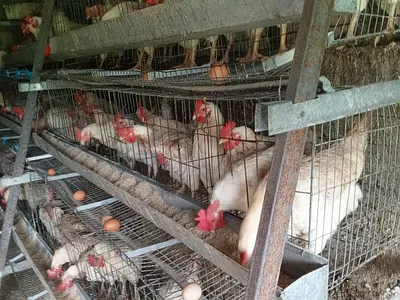 Farm For Sale in Kestell - la0S.webp