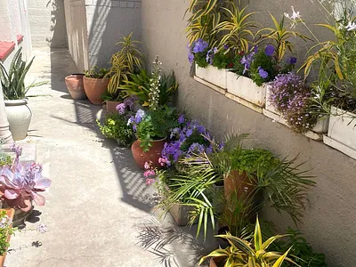 1 Bedroom Apartment To Rent in Fish Hoek - img