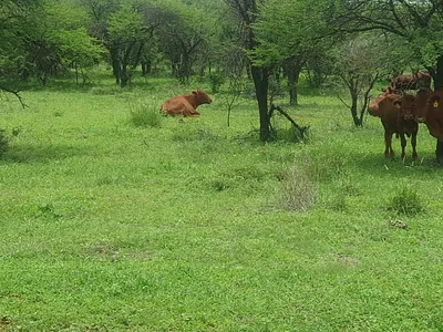 Farm For Sale in Mookgopong - csWg.webp