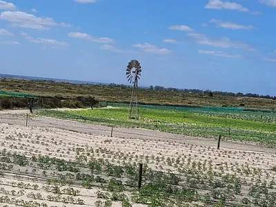 3 Bedroom House To Rent in Hartebeesfontein, Hopefield - img