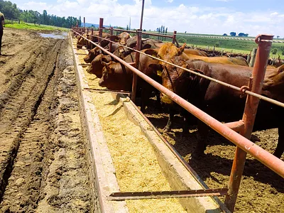 Farm For Sale in Bronkhorstspruit - WMTI.webp