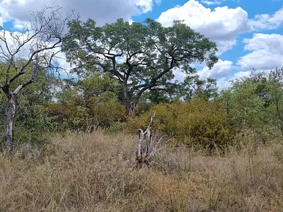 Vacant Land For Sale in Raptors View Wildlife Estate, Hoedspruit - 8J0D.webp