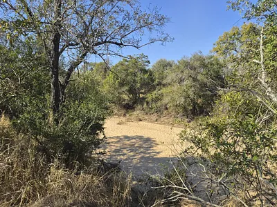Vacant Land For Sale in Moditlo Nature Reserve, Hoedspruit - zkNN.webp