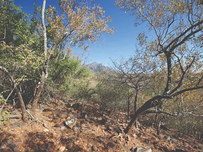 Vacant Land For Sale in Hoedspruit - QOyl.webp