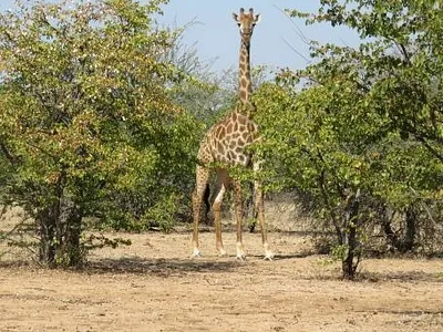 Farm For Sale in Musina - img