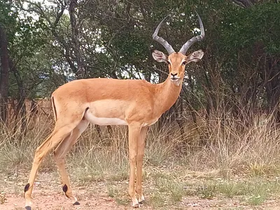 Vacant Land For Sale in Modimolle - RQff.webp