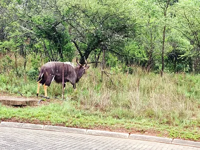 Vacant Land For Sale in Modimolle - 18rs.webp