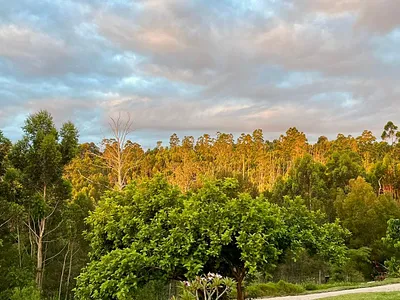 Vacant Land For Sale in Knysna - img