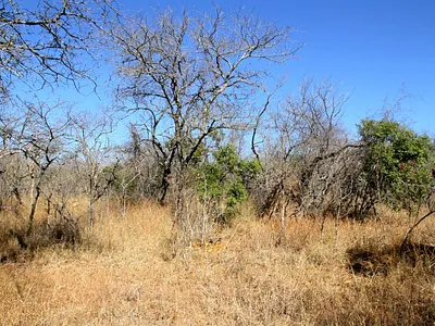 Vacant Land For Sale in Moditlo Nature Reserve, Hoedspruit - edxX.webp