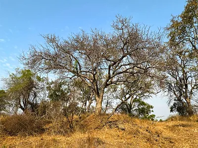 Vacant Land For Sale in Moditlo Nature Reserve, Hoedspruit - lvl4.webp