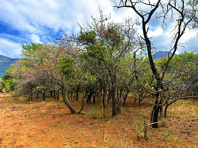 Vacant Land For Sale in Hoedspruit - 3j2q.webp