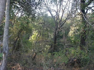 Vacant Land For Sale in Blyderus AH, Hoedspruit - MgHK.webp