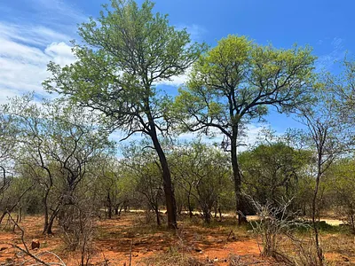 Vacant Land For Sale in Hoedspruit - img