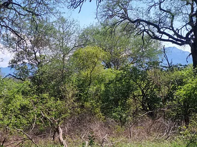 Vacant Land For Sale in Moditlo Nature Reserve, Hoedspruit - img
