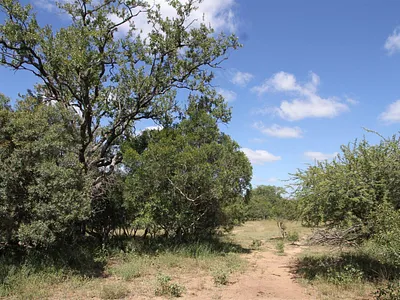 Vacant Land For Sale in Moditlo Nature Reserve, Hoedspruit - VK1v.webp