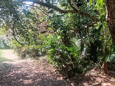 Vacant Land For Sale in Port Edward - 4ANd.webp