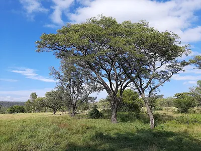Vacant Land For Sale in Cullinan - vpx0.webp
