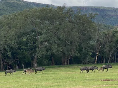 Vacant Land For Sale in Burgersfort - zfui.webp