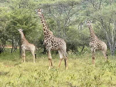 Vacant Land For Sale in Burgersfort - AgUA.webp