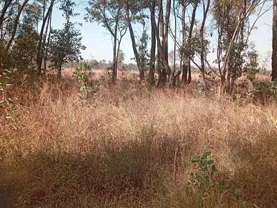 Vacant Land For Sale in Walkerville - tHOH.webp