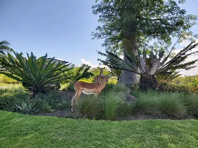 3 Bedroom Townhouse To Rent in Ballito - WTfw.webp