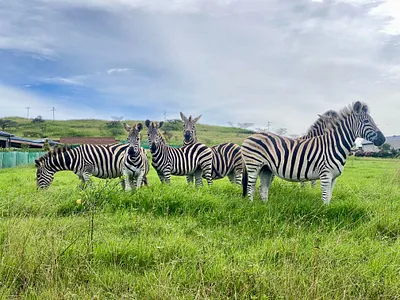 Vacant Land For Sale in Pietermaritzburg - VovA.webp