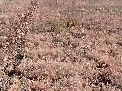 Vacant Land For Sale in Heidelberg - uAmG.webp