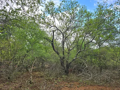 Vacant Land For Sale in Marloth Park - VaPm.webp