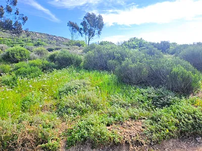Vacant Land For Sale in St Helena Bay - WLVF.webp