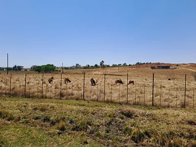 Farm For Sale in Nigel - 0uLp.webp