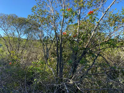 Vacant Land For Sale in Bathurst - ekDH.webp