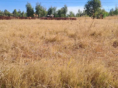 Vacant Land For Sale in Springs - Y6Px.webp