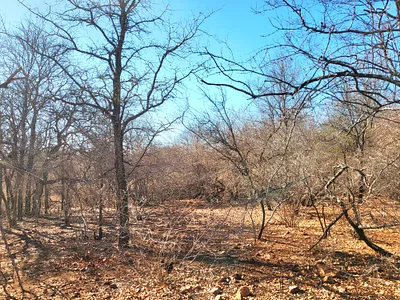 Vacant Land For Sale in Marloth Park - WuBB.webp