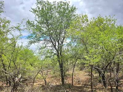 Vacant Land For Sale in Marloth Park - BVjU.webp