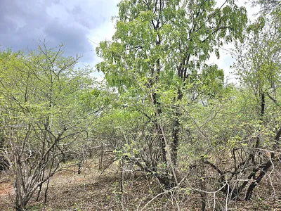 Vacant Land For Sale in Marloth Park - img