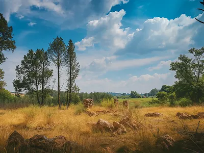 Vacant Land For Sale in Meyerton - nZ1V.webp