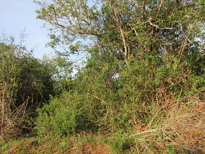 Vacant Land For Sale in Bathurst - WaPd.webp