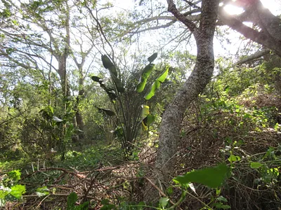 Vacant Land For Sale in Bathurst - DBk6.webp